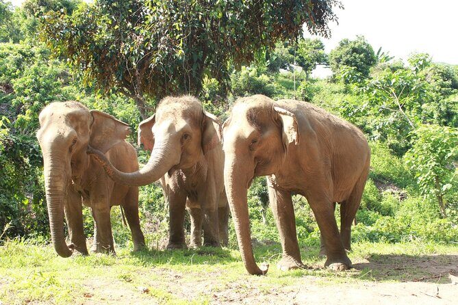 Ethical Elephant Observation by Samui Elephant Sanctuary - What Makes This Tour Stand Out?