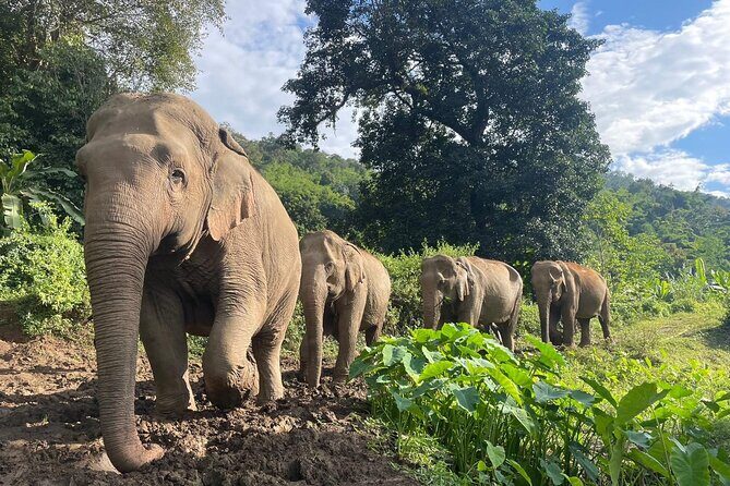 Ethical Elephant Observation by Samui Elephant Sanctuary - What Reviewers Say