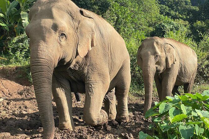 Ethical Elephant Observation by Samui Elephant Sanctuary - Who Should Consider This Tour?