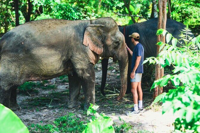 Ethical Elephant Sanctuary from Phuket (NO RIDE) - Key Points
