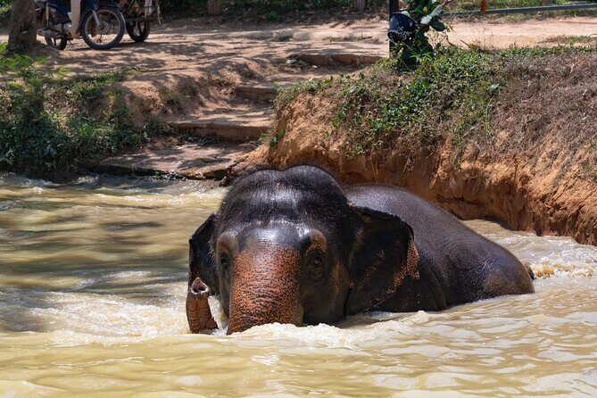 Ethical Elephant Sanctuary from Phuket (NO RIDE) - What Makes This Tour Stand Out