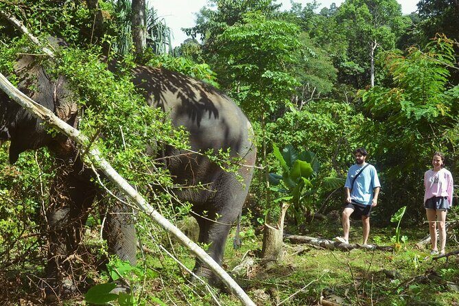 Ethical Elephant Sanctuary from Phuket (NO RIDE) - Who Would Love This Tour?