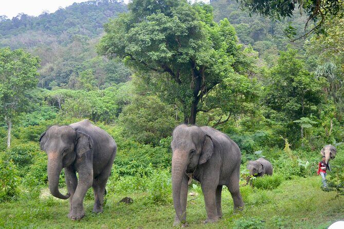 Ethical Elephant Sanctuary from Phuket (NO RIDE) - FAQ