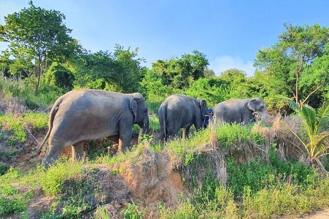 Ethical Elephant Sanctuary Tour from Bangkok & Pattaya - An Overview of the Experience
