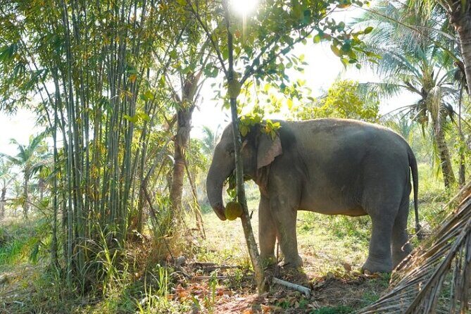 Ethical Elephant Sanctuary Tour from Bangkok & Pattaya - The Value for Your Money