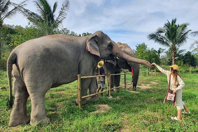 Ethical Elephant Sanctuary Tour from Bangkok & Pattaya - What We Think Could Be Improved