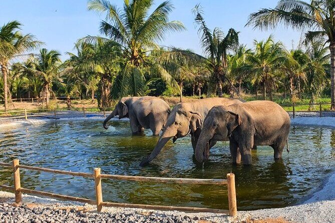 Ethical Elephant Sanctuary Tour from Bangkok & Pattaya - Who Is This Tour Best Suited For?