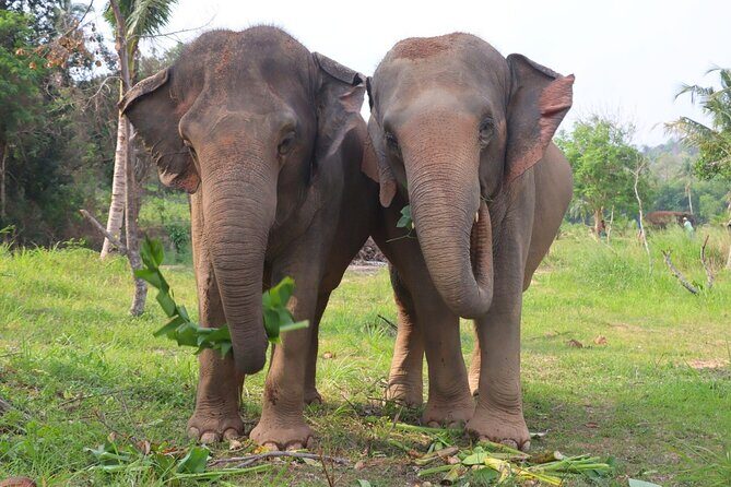 Ethical Elephant Sanctuary Tour from Bangkok & Pattaya - The Sum Up
