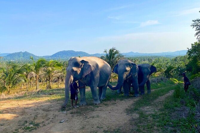 Ethical Elephant Sanctuary Tour from Bangkok & Pattaya - FAQ