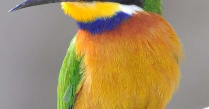 Ethiopia: 10-Day Bird Watching Tour from Addis Ababa - Key Points