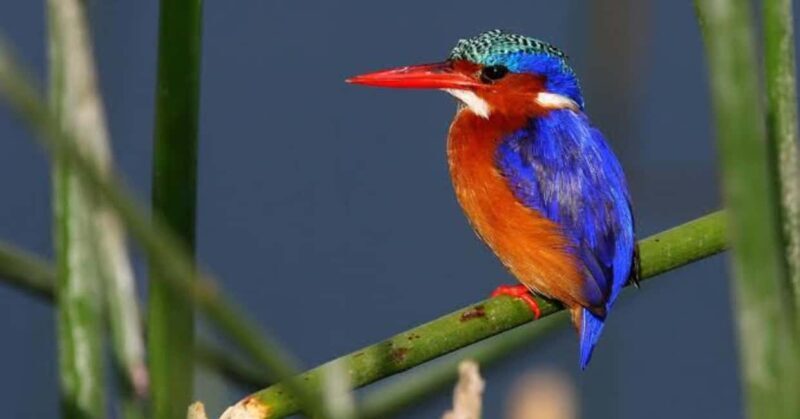 Ethiopia: 10-Day Bird Watching Tour from Addis Ababa - An In-Depth Look at Ethiopia’s Birding Highlights