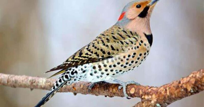 Ethiopia: 10-Day Bird Watching Tour from Addis Ababa - Final Thoughts