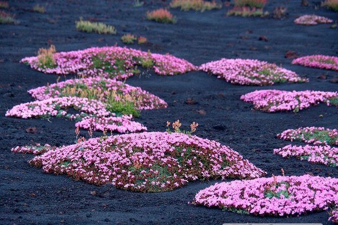 Etna 3000 from the south with Cable Car and trekking  Morning or Afternoon - Who Is This Tour Best Suited For?