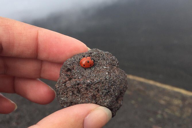 Etna and Wines Tour - A Detailed Journey through Sicily’s Volcanic Landscape and Wine Heritage