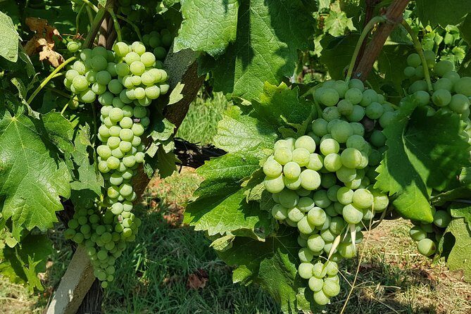 Etna DOC & Organic Wine tasting and tour of the 1815 historic winery - Practical Details and Considerations