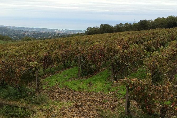 Etna Tour and Lunch in a Winery with Wine Tasting - The Sum Up