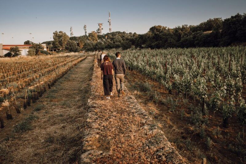 etna-urban-winery-vineyards-walk-wine-tasting-at-sunset