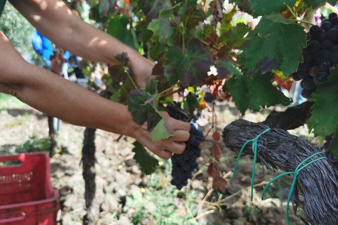 etna-wine-and-taormina-from-messina