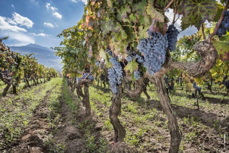 etna-wine-private-day-tour