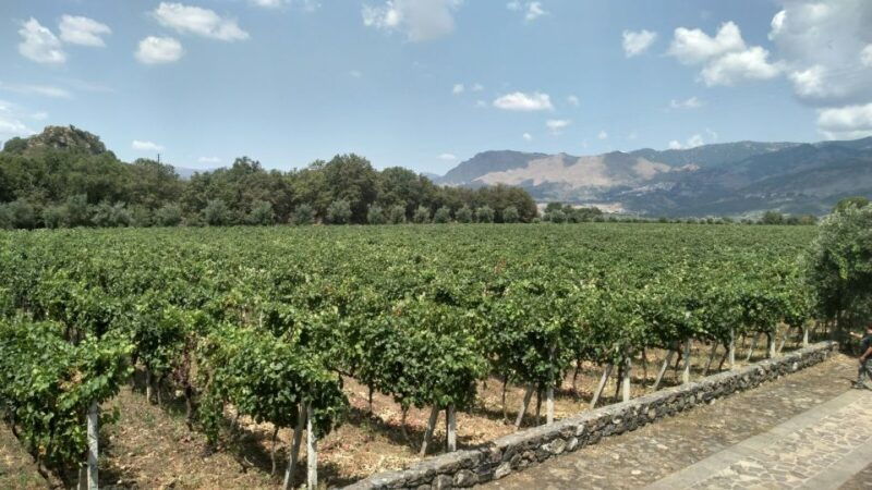 etna-wine-tasting-and-food-tour