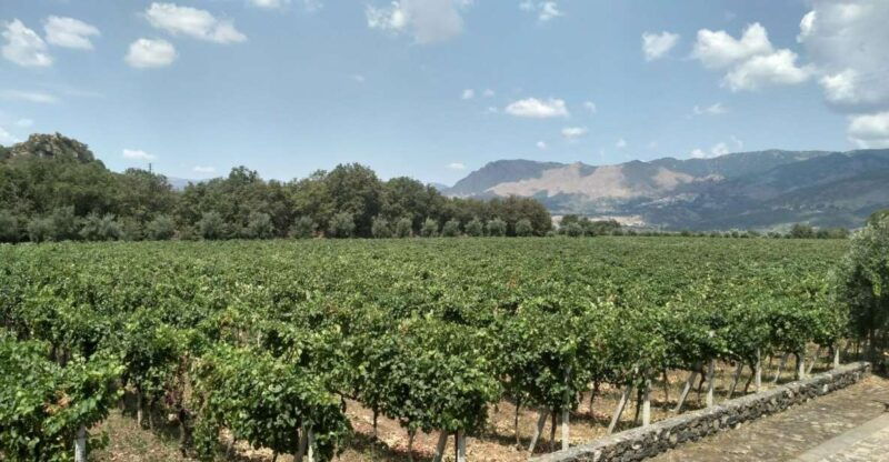etna-wine-tasting-and-food-tour