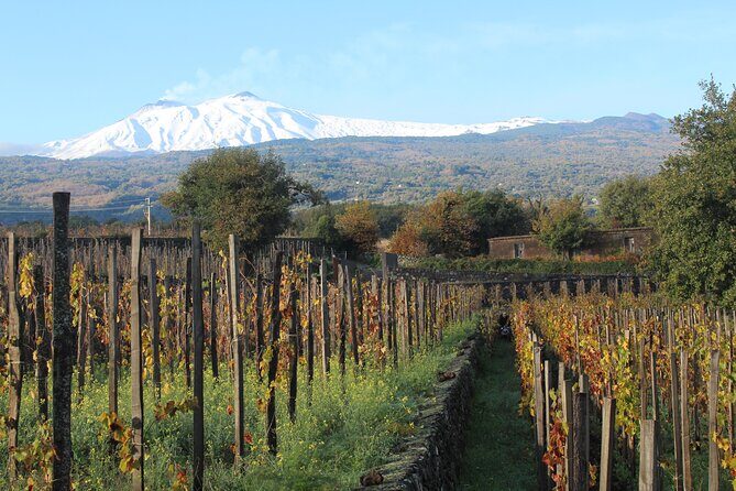 Etna Wineries Tour - Final Thoughts