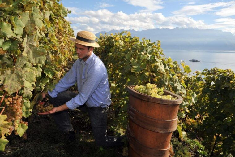 etna-winery-wine-food-tasting-private-tour