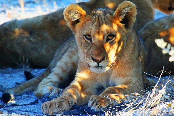 Etosha Express Safari 3 Days / 2 Nights - Key Points