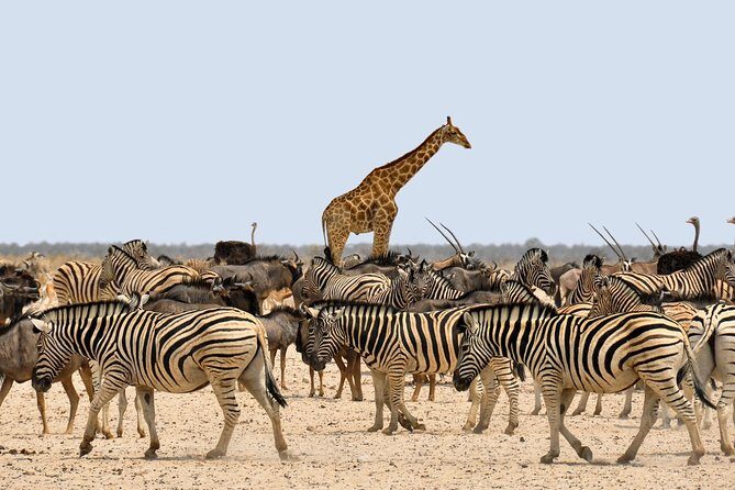 Etosha Express Safari 3 Days / 2 Nights - Final Thoughts