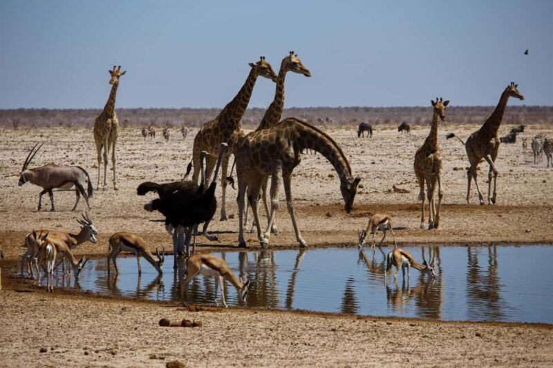 Etosha National Park & Swakopmund Tour - Key Points