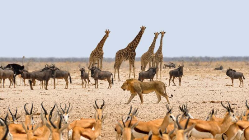 Etosha National Park & Swakopmund Tour - Exploring Namibia’s Wildlife at Etosha National Park
