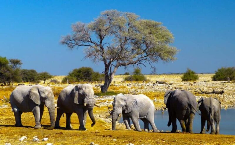Etosha National Park & Swakopmund Tour - What’s Included and What’s Not?