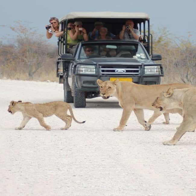 Etosha National Park:Transportation and tours to Etosha park - An In-Depth Look at the Etosha Tour Experience
