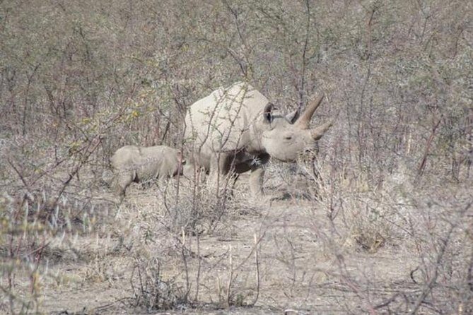 ETOSHA PARK SAFARI with local guides in 9-seater 4x4s - Practical Details: What You Should Know