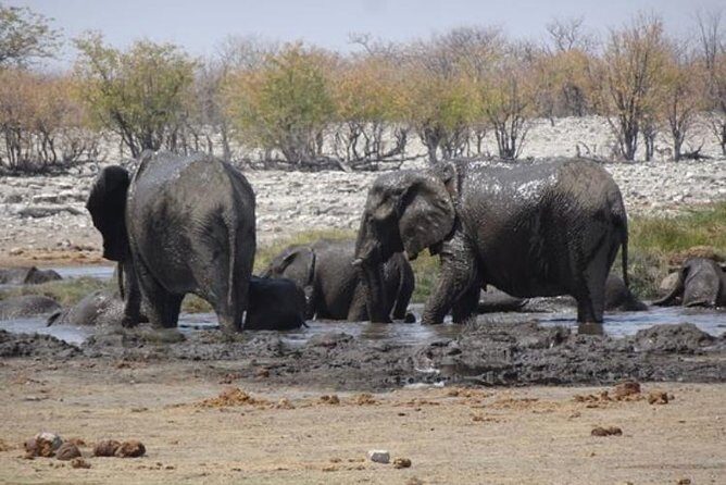 ETOSHA PARK SAFARI with local guides in 9-seater 4x4s - FAQs