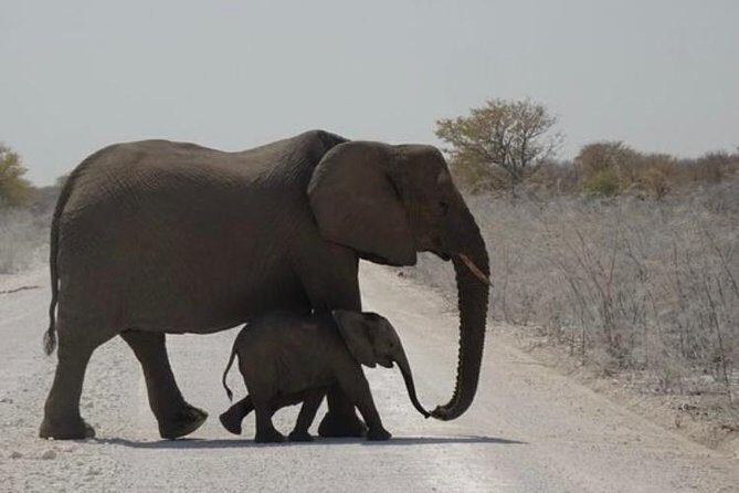 ETOSHA PARK SAFARI with local guides in 9-seater 4x4s - Final Thoughts