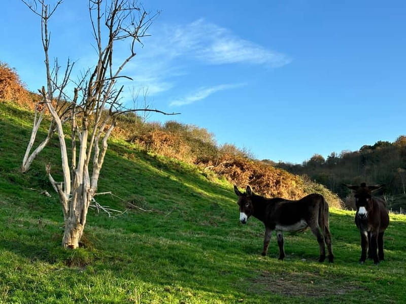 Étretat: Hike along the legendary cliffs of Étretat! - Authentic Experiences and What Travelers Say