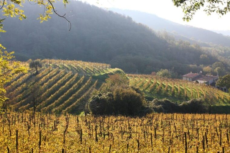 euganean-hills-guided-wine-tour-with-tasting-from-padua