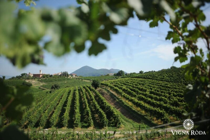 euganean-hills-tasting-of-the-most-significant-wines-and-vineyard-tour