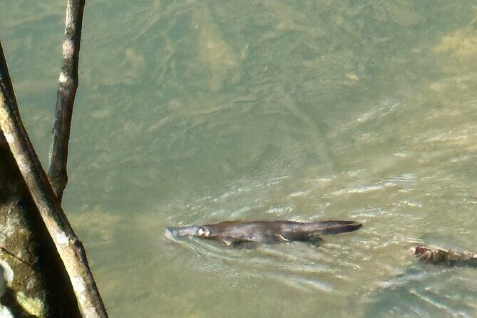 Eungella Platypus Tour - Final Thoughts: Is It Worth It?