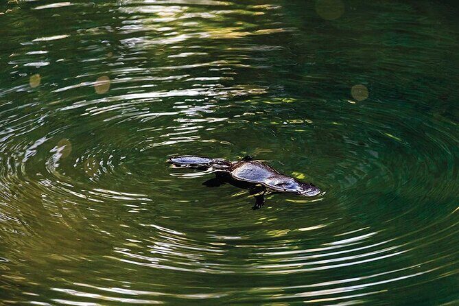 Eungella Platypus Tour - Introducing the Eungella Platypus Tour: A Nature Lover’s Dream