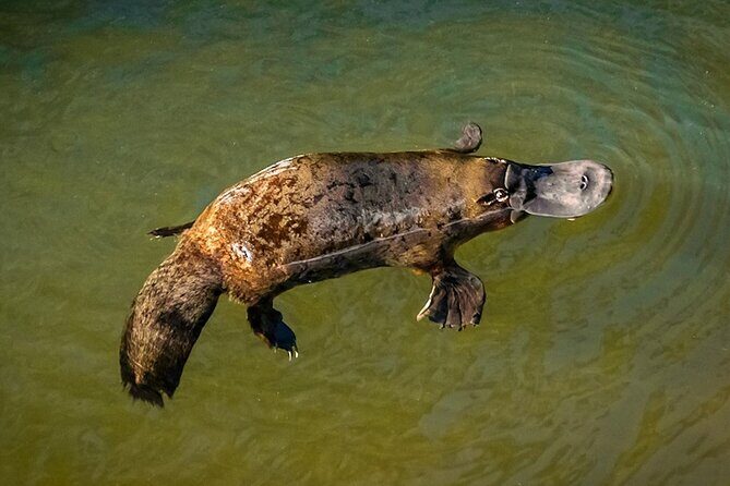 Eungella Platypus Tour - Key Points