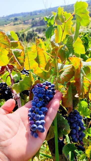 Eva's Traditional Cooking Lesson in Sisi - Family Estate - A Scenic Setting for Culinary Discovery