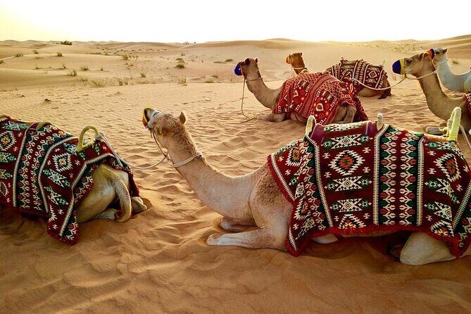 Evening Desert Safari Abu Dhabi with BBQ Dinner & Shows - An In-Depth Look at the Abu Dhabi Evening Desert Safari