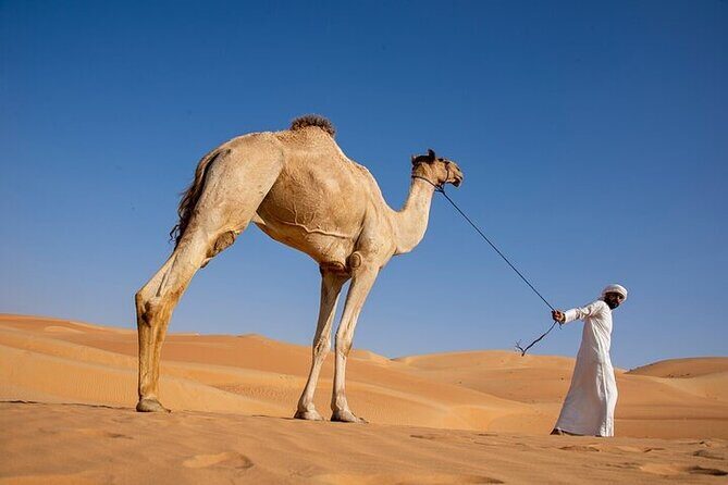 Evening Desert Safari Abu Dhabi with BBQ Dinner & Shows - Why This Tour Stands Out