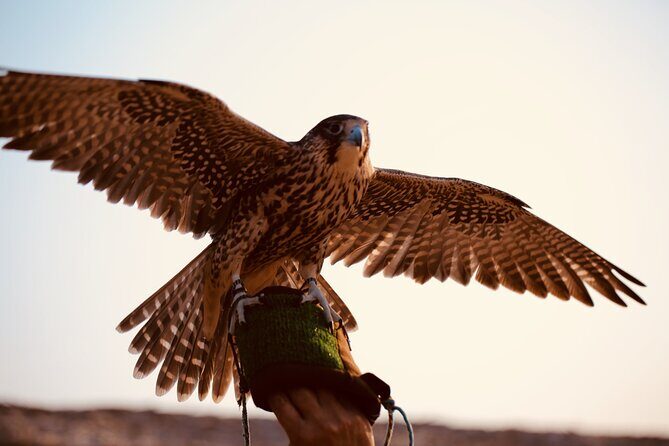 Evening Desert Safari Abu Dhabi with Hot BBQ Dinner - Who Should Consider This Tour?