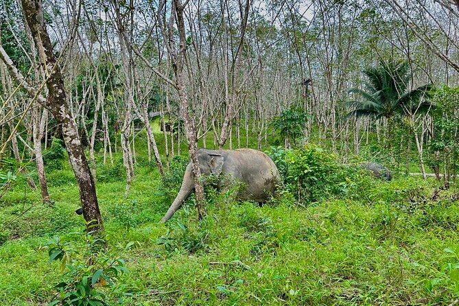 Evening Guide Tour to Khaolak Elephant Sanctuary Free 1 Cocktail - What to Expect from the Tour: A Complete Breakdown