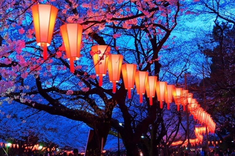 evening-hanami-cherry-blossom-experience-with-a-local