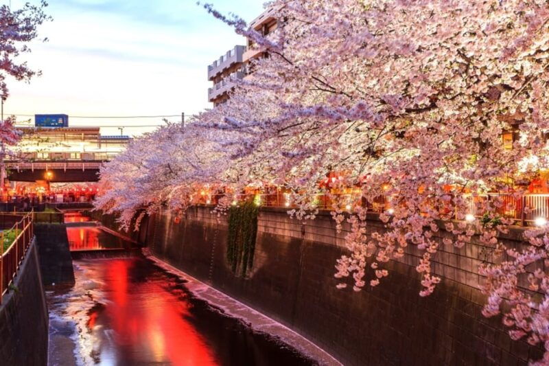 evening-hanami-cherry-blossom-experience-with-a-local