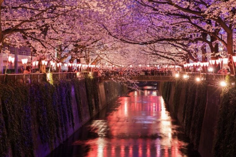 evening-hanami-cherry-blossom-experience-with-a-local